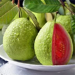 kpenter Guava Plant-picture-41