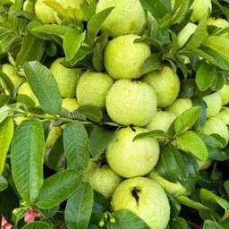 yourplant Guava Plant, Guava Lucknow-49 Fruit Plant-picture-10