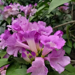 ridhima enterprise Garlic Vine Plant image 3