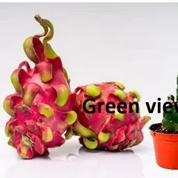 green view Dragon Tree-picture-41