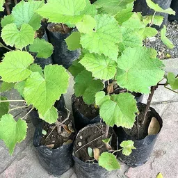 cloud farm Grapes Plant image 4