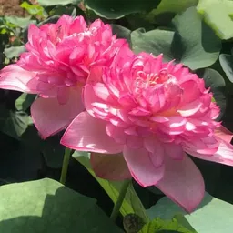 natarqulus Lotus Plant-picture-23