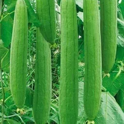 tulip SPONGE GOURD SEEDS / NENUA Seed-picture-21