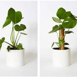 nikhat Coco Pole for Plants Support Moss Stick 2 Feet(Pack Of 4) Garden Mulch Plant Container Set image 3