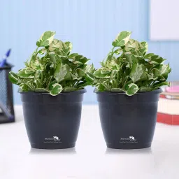 nurturing green Black Scindapsus Compacta Medium Natural Plant In Fibre Pot, Set Of 2 image 1