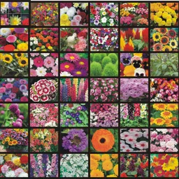 vrisa green 40 Variety of Flower Seeds Combo Seed-picture-26