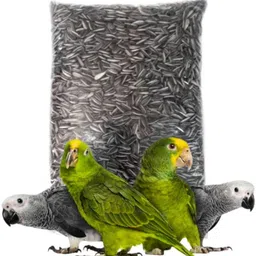 Sunflower Seed for African Grey & Indian Ringneck Parrot, Macaw bird Nuts 0.9 kg Dry Adult, Young, Senior Bird Food-image-46