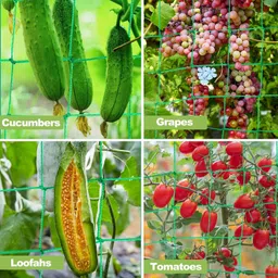 grinny Plant Climbing Net & 15.5Ft x 6Ft Creeper Support Gardening Netting Green Colour Garden Tool Kit image 5
