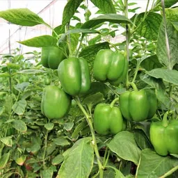 deys agro ™ shimla mirch hybrid capsicum seeds green Seed image 1