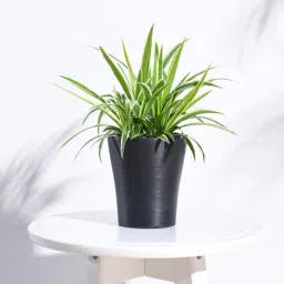 Black Plastic Tivoli Small Desk Pot-image-94