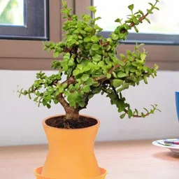 LASAKI Orange-Coloured Ceramic Planter With Plate-picture-45