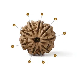 Gemsmantra Brown Wooden 9 Mukhi Rudraksha Nepali With Pendant image 2