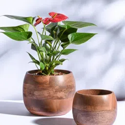 Ugaoo 2-Piece Walnut Brown Orbit Wooden Planter Set image 1
