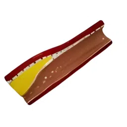 A-ONE SCIENCE Multicolor PVC Artery Model AOSBM133 image 2