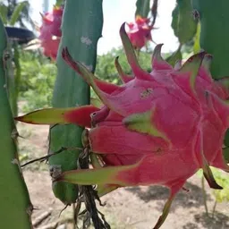 mamoni traders Dragon Tree image 3