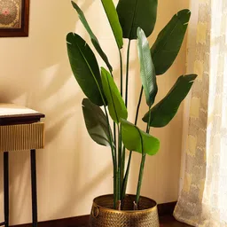 Elemntl Green 1 Pieces Palm With Pot image 3