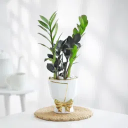 ZZ Plant In Golden Bow Planter-image-29