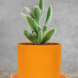 LASAKI Orange-Coloured Textured Ceramic Durable Planter With Plate image 4