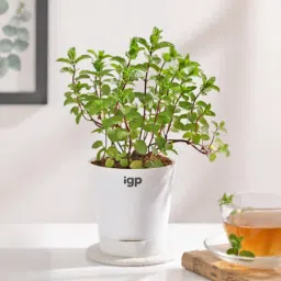 Mint Plant With Self-Watering Planter-image-66