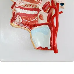 A-ONE SCIENCE Multicolor PVC Head Model AOSBM67 image 2