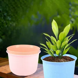 Kuber Industries 3 Pcs Planters With Plate image 1