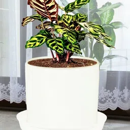 LASAKI Sara White Ceramic Handmade Planter With Plate-picture-36