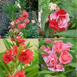ibains Balsam seed for home garden pack of 180 Seed image 2