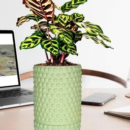 LASAKI Bubble Lime-Green Ceramic Handmade Planter With Plate-picture-20