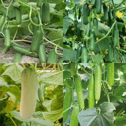 Khira vegetable plant seed cucumber kakri seeds pack of 64 Seed-image-17