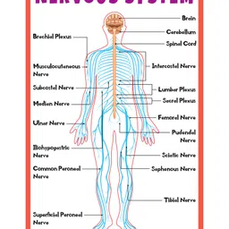 Nervous System Chart - English-image-77