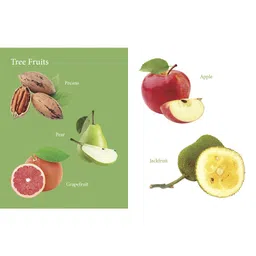 om books international M y First Book of Fruits Board Book - English image 3