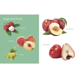 om books international M y First Book of Fruits Board Book - English image 4
