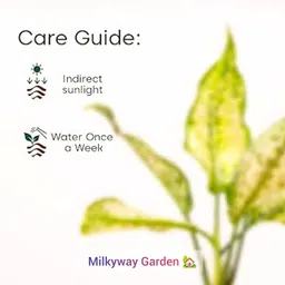 generic Indoor plants for home decor (Aglaonema snow white live plant) Pack of 1 Live plant image 3