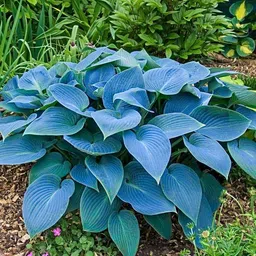 nooelec seeds india 50+ SEEDS- Hosta Mix Flower Seeds For Planting- Grow Year Round. Seed image 2