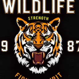 Miss & Chief Boys Pack of 3 rinted T-shirt image 4