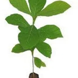 greenhavenn Sageretia Plant image 1