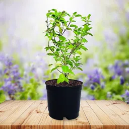 florafusion Tulsi Plant image 2