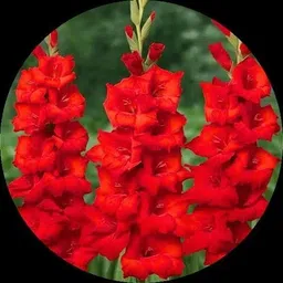 florafusion Gladiolus/Sword Lily Plant image 5