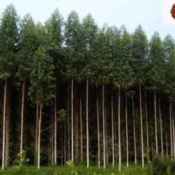 green india Eucalyptus Hybrid Seed / Safeda Seed - Pack of 250 g Seed image 2