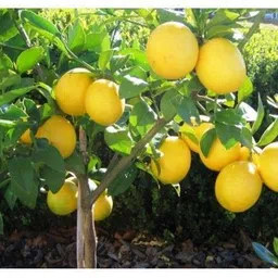 Lemon Plant-image-72