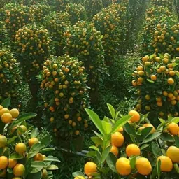 afartiobina Lemon Plant-picture-10