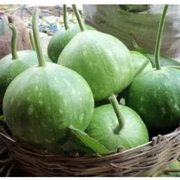nurseryfriend ® XXL-367 ROUND BOTTLE GOURD SEEDS Seed-picture-36