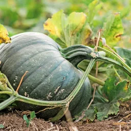 ™ kaddu seeds,pumpkin seeds for planting Seed-image-40