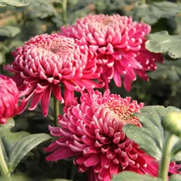 Chrysanthemum-image-1