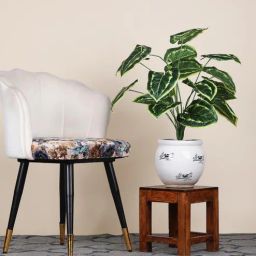 foliyaj 18 Leaf Money Plant Bunch with White Border 2 Feet Tall without Pot-picture-5