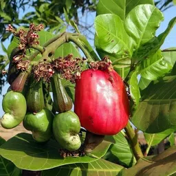 m-technologies Custard Apple Plant image 3