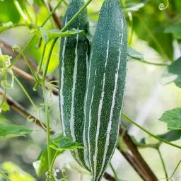 radha traders snake gourd seeds, chichinga seeds Seed image 1