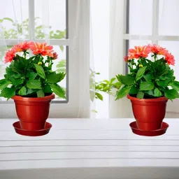 Virajsanchi 5-Pcs Brown Plastic High Quality Planters image 3