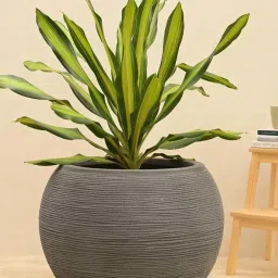 Ugaoo Rib Bowl Grey Stone Plastic Large Planter image 1