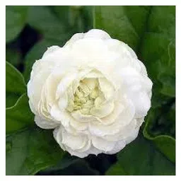 myBageecha Butt Mogra image 5